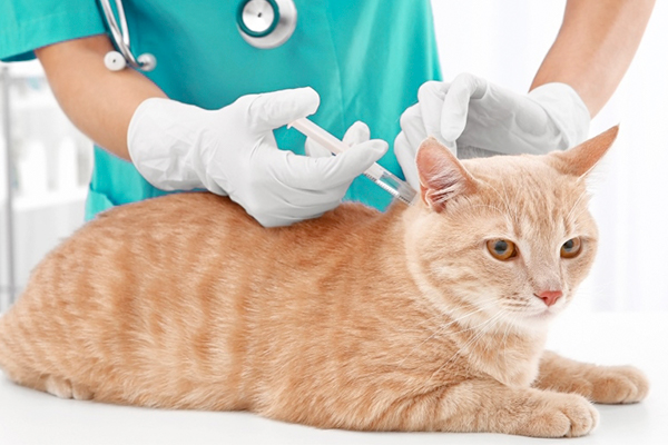 Вакцинация кошек и собак Вакцинация кошек и собак